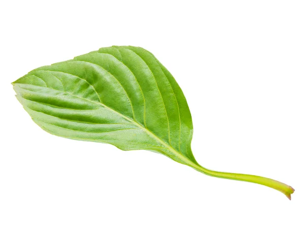 Macro shot on basil herbal leaf isolated on white background — Stock Photo, Image