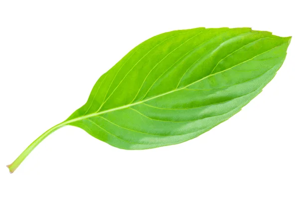 Macro shot on basil herbal leaf isolated on white background — Stock Photo, Image