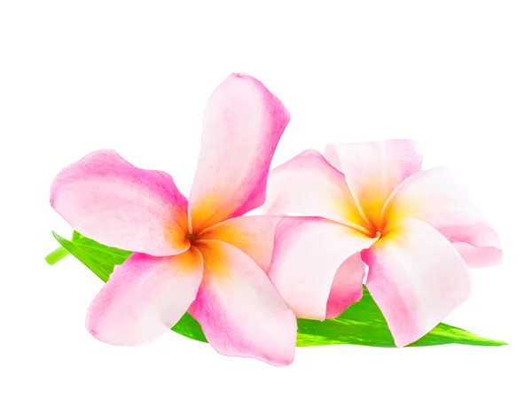 Beautiful plumaria flowers on white background — Stock Photo, Image