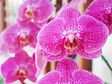 güzel taze vanda orkide çiçekler 