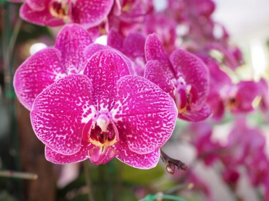 güzel taze vanda orkide çiçekler 