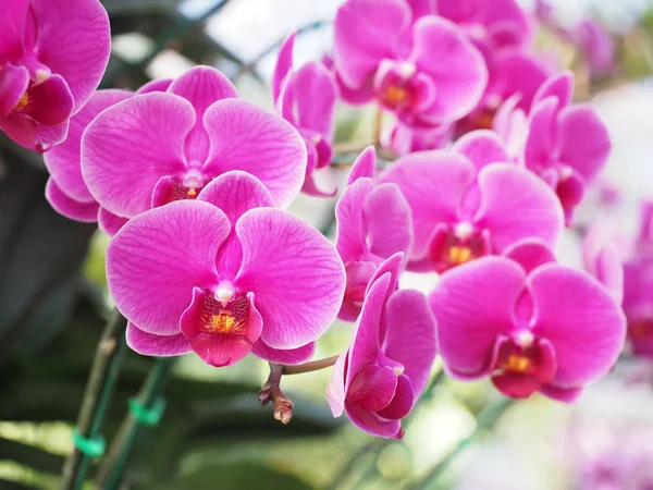 Piękne kwiaty vanda Orchidea — Zdjęcie stockowe