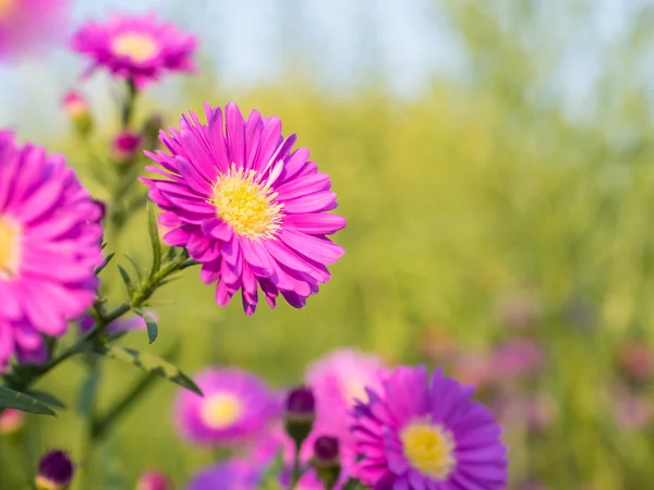 Hermosa flor de cortador rosa en el exterior —  Fotos de Stock