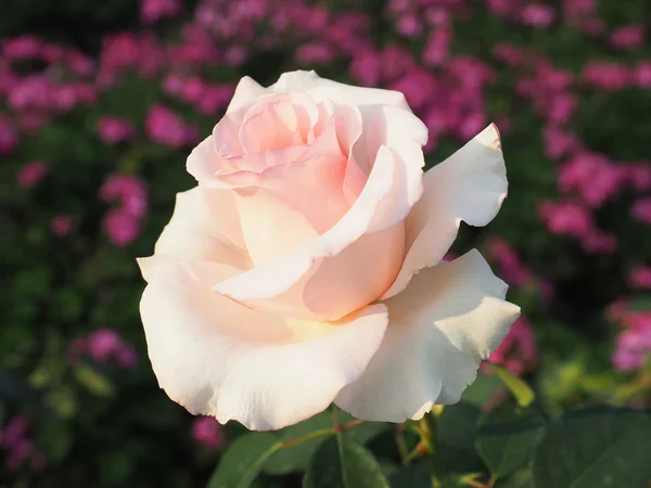 花の美しいピンク ホワイト ローズ — ストック写真