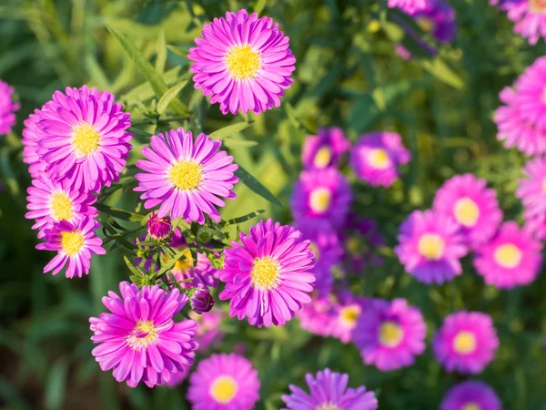 야외에서 아름 다운 핑크 커터 꽃 — 스톡 사진