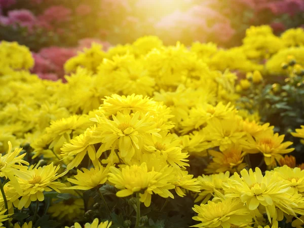 국화 꽃의 아름 다운 노란색 화이트 — 스톡 사진