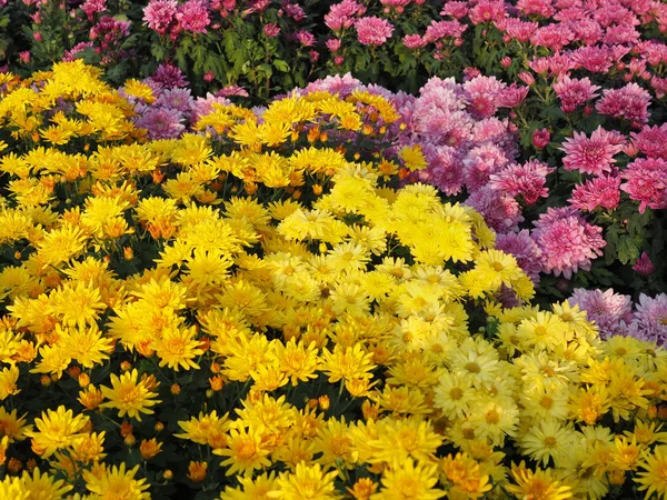 Beautiful yellow white of Chrysanthemum flowers — Stock Photo, Image