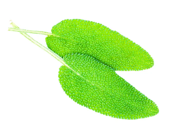 Nama daun rempah-rempah herbal: Sage terisolasi — Stok Foto