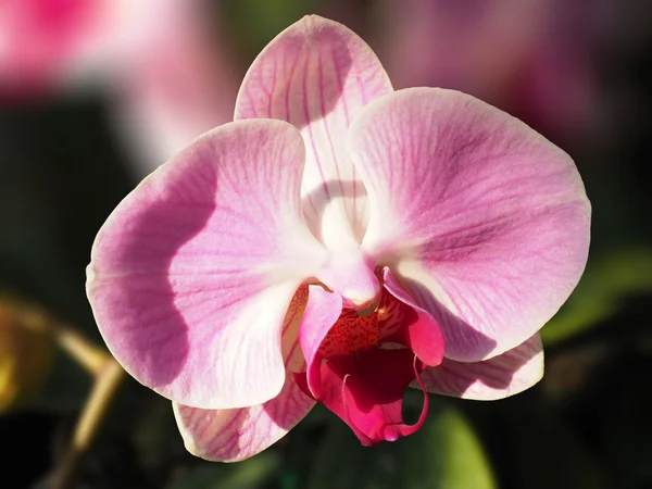 Primo piano colpo su bel fiore di orchidea — Foto Stock