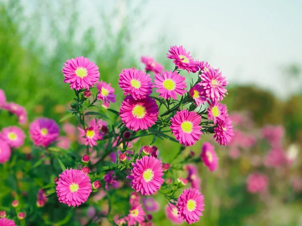 庭の花を美しいピンクのカッター — ストック写真