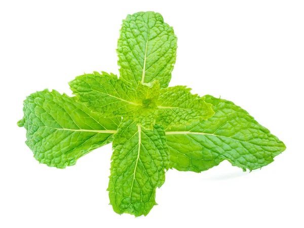 Bitkisel nane yaprağı izole vuruşta kapatın
