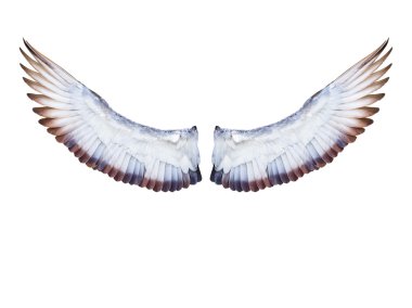 Pigeon kuş kanat tam uçan genişletin
