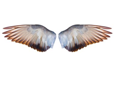 Pigeon kuş kanat tam uçan genişletin