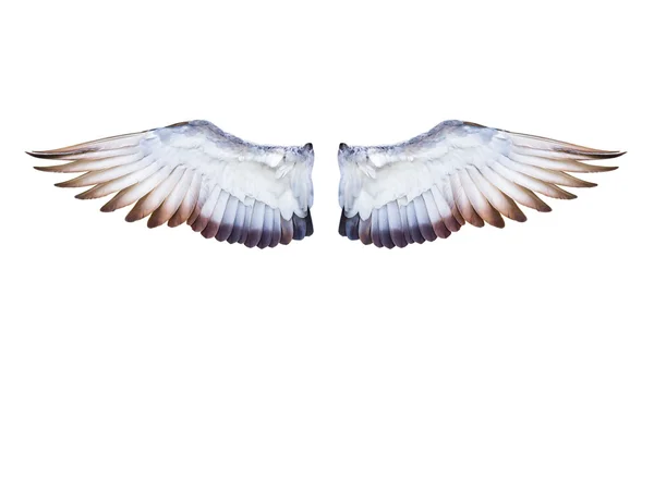 Pigeon kuş kanat tam uçan genişletin