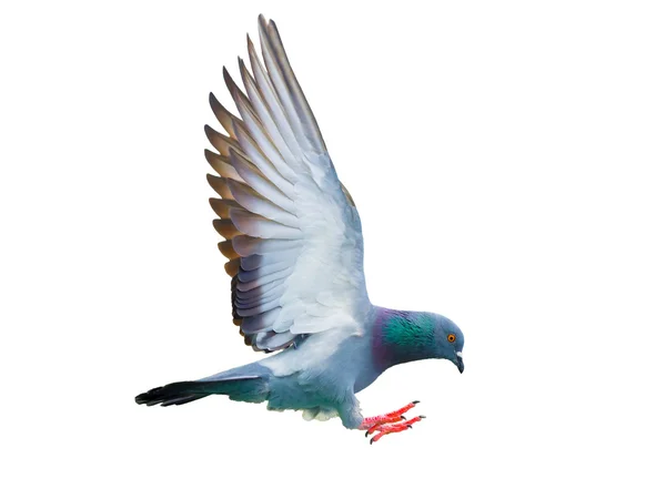 Flygande duva fågel i aktion isolerade — Stockfoto