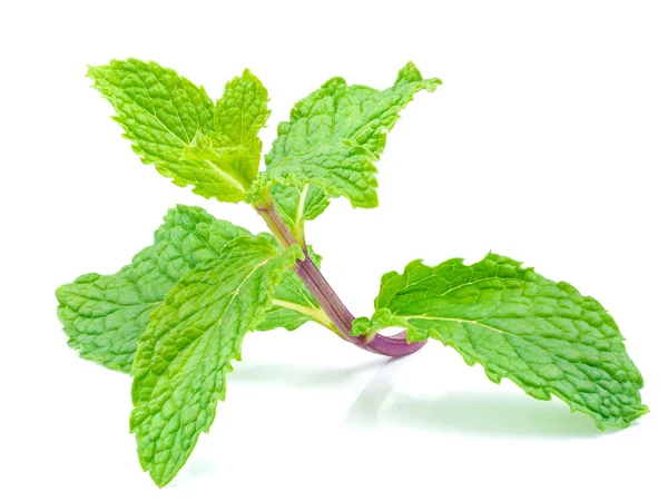 Primer plano tiro en hoja de menta a base de hierbas aislado — Foto de Stock