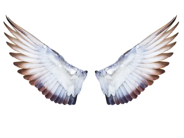 Flying pigeon bird wing in full expand — Stock Photo, Image