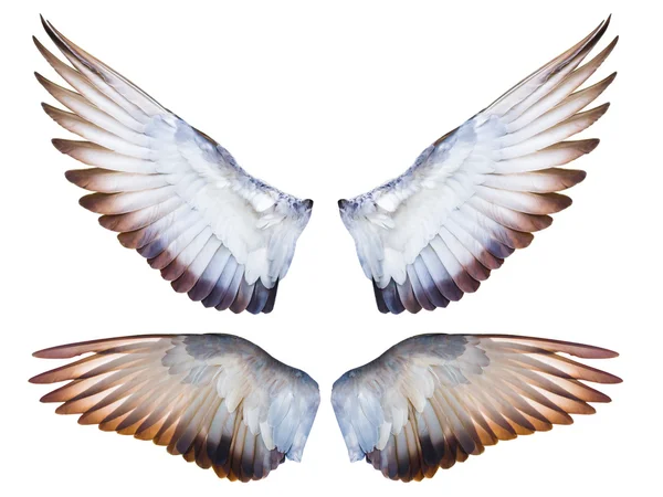 Pigeon kuş kanat tam uçan genişletin