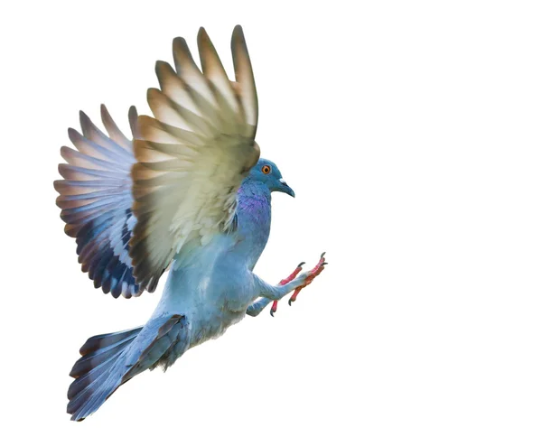Літаючий голуб птах в дії ізольований — стокове фото