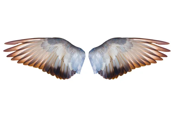 Pigeon kuş kanat tam uçan genişletin