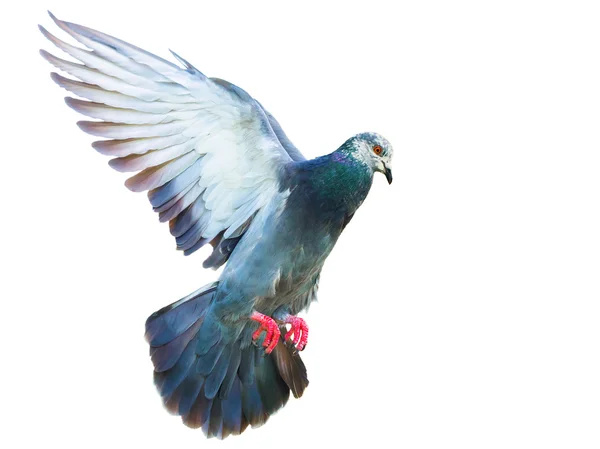 Flygande duva fågel i aktion isolerade — Stockfoto