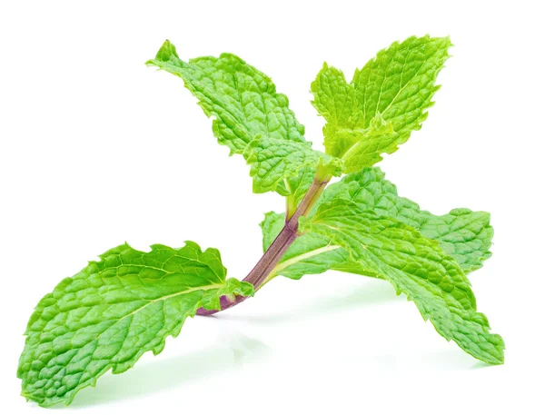 Primer plano tiro en hoja de menta a base de hierbas aislado — Foto de Stock