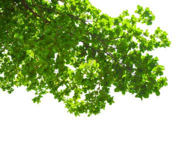 doğal yeşil yaprakları üzerinde beyaz izole