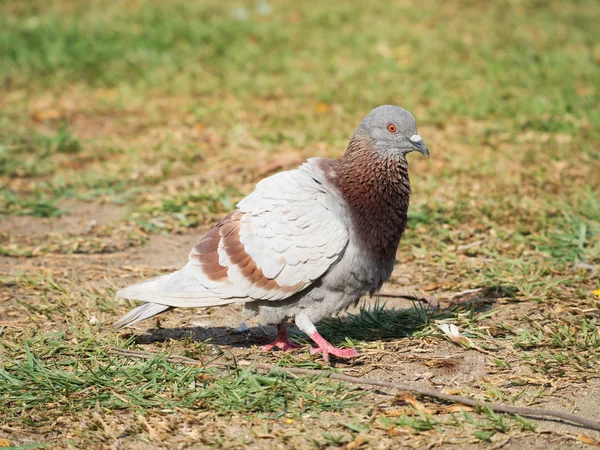 Pigeon bird standing on the park — Stock Photo, Image