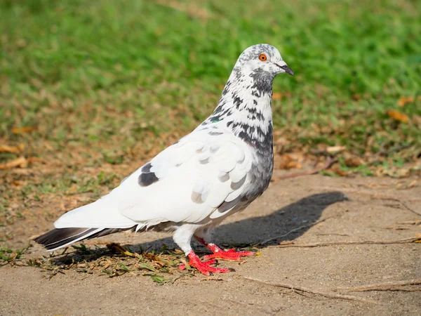 Pigeon ptak stojący na terenie parku — Zdjęcie stockowe