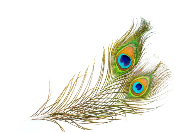 Motif coloré sur plume de paon isolé — Photo