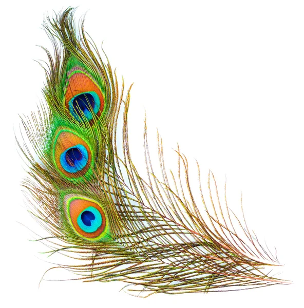 Modello colorato su piuma di pavone isolato — Foto Stock