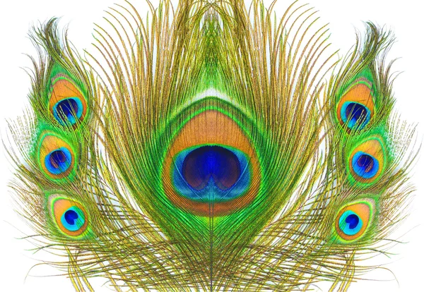 分離された孔雀の羽がカラフルな模様 — ストック写真