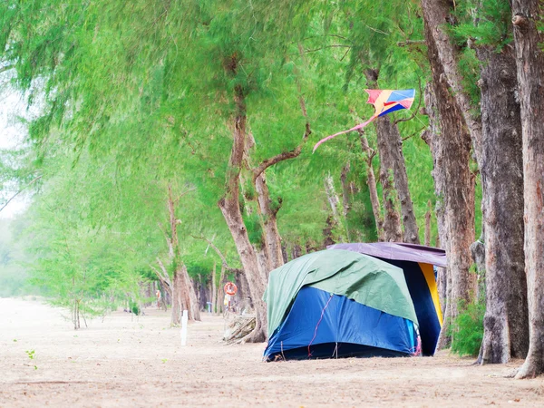 Acampando tendas sob as árvores verdes — Fotografia de Stock