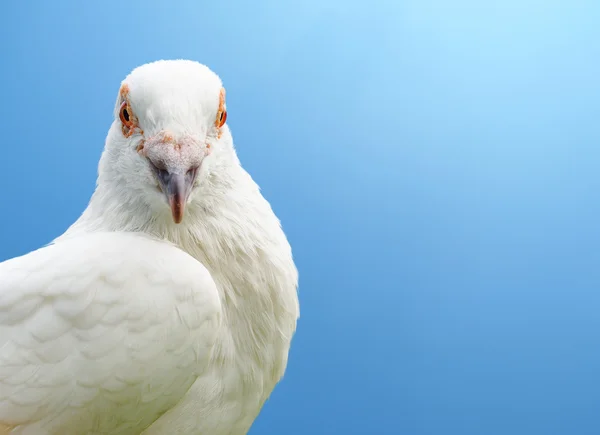 Witte duif vogel geïsoleerd op grijs — Stockfoto