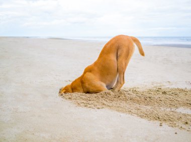 kahverengi yerli köpek kafasını kum deliğe gizler