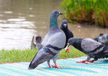 park açık iç güvercini