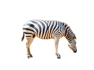 hayatta zebra desenli beyaz izole derisi üzerinde 