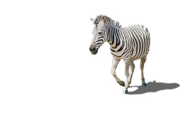 hayatta zebra derisi üzerinde beyaz izole üzerinde çizgili desenli