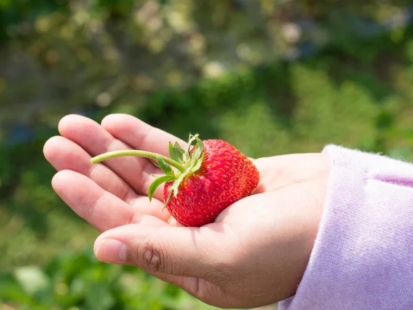 Ripe strawberry on woman's hand — Stock Photo, Image