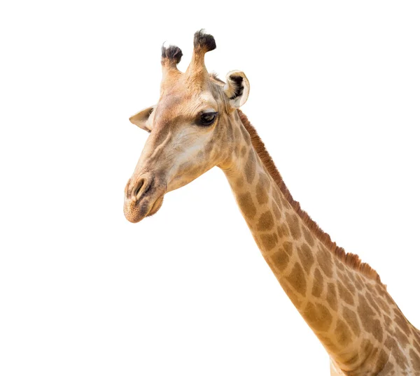 Sevimli zürafa baş beyaz izole — Stok fotoğraf