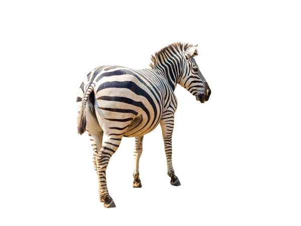 Zebra viva com padrão listrado em sua pele, isolada em branco — Fotografia de Stock