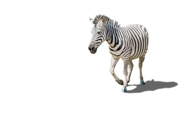 Zebra viva com padrão listrado em sua pele, isolada em branco — Fotografia de Stock