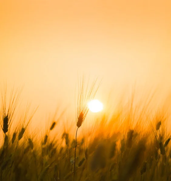 Espigas de trigo en el campo listas para cosechar, al atardecer — Foto de Stock