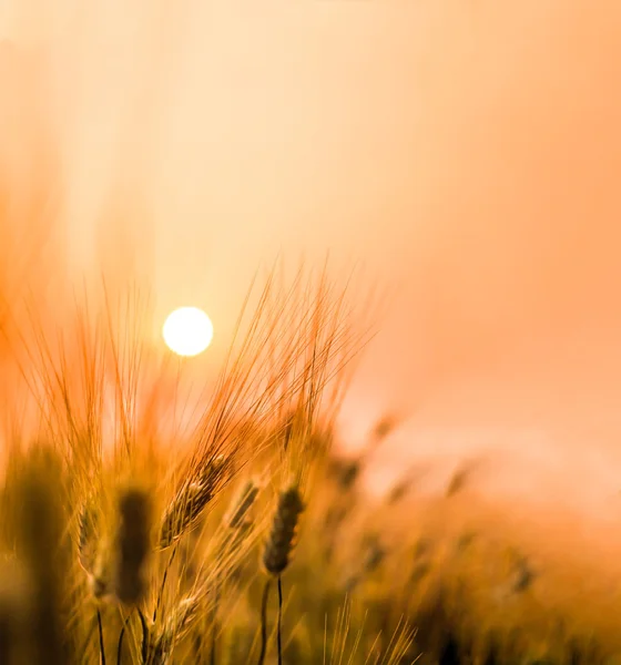 Oren van tarwe in het veld klaar om te oogsten, op zonsondergang — Stockfoto