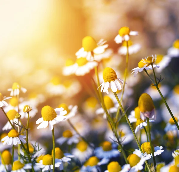 Blanco manzanilla flor de margarita en brillante al aire libre —  Fotos de Stock
