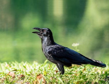 siyah karga kuş yeşil çimenlerin üzerinde büyük şehirde büyüyebilir