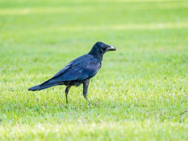 siyah karga kuş yeşil çimenlerin üzerinde büyük şehirde büyüyebilir