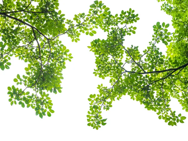 Зеленые листья, выделенные на белом — стоковое фото