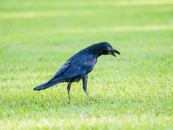 Oiseau corbeau noir sur herbe verte, il peut croître dans la grande ville — Photo