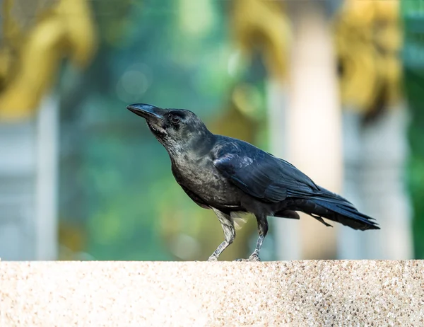 Black crow bird on green grass — Stock Photo, Image
